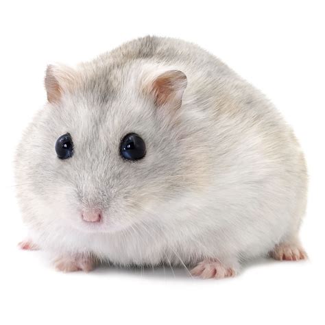 hamster video indian|white dwarf hamsters for sale.